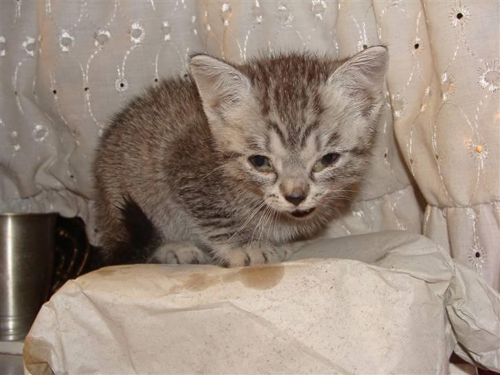 Huskat Lulu - Hejsa billede 4