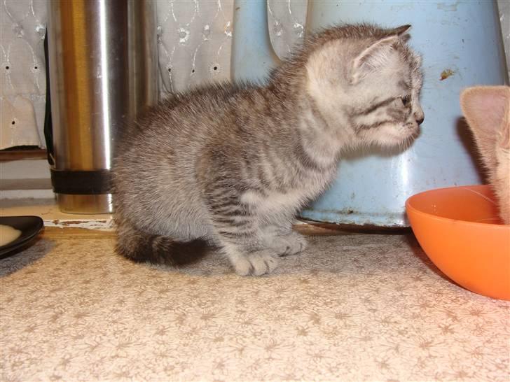 Huskat Lulu - hvad spiser du Islo billede 5