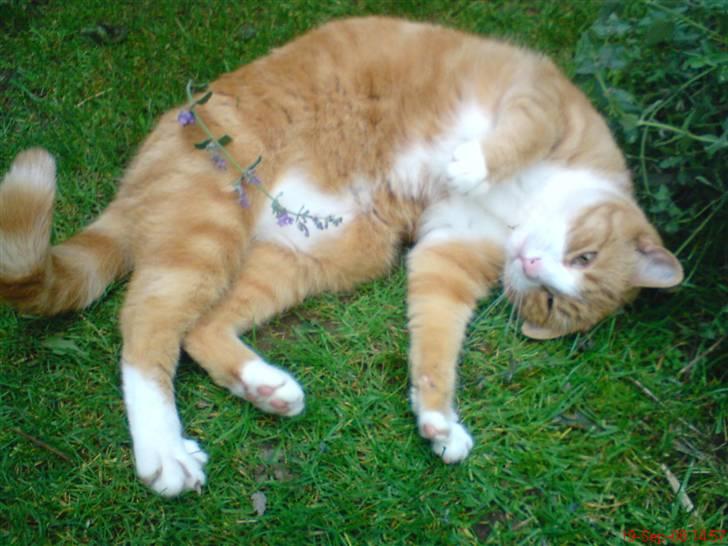 Huskat Aia O'malley billede 11