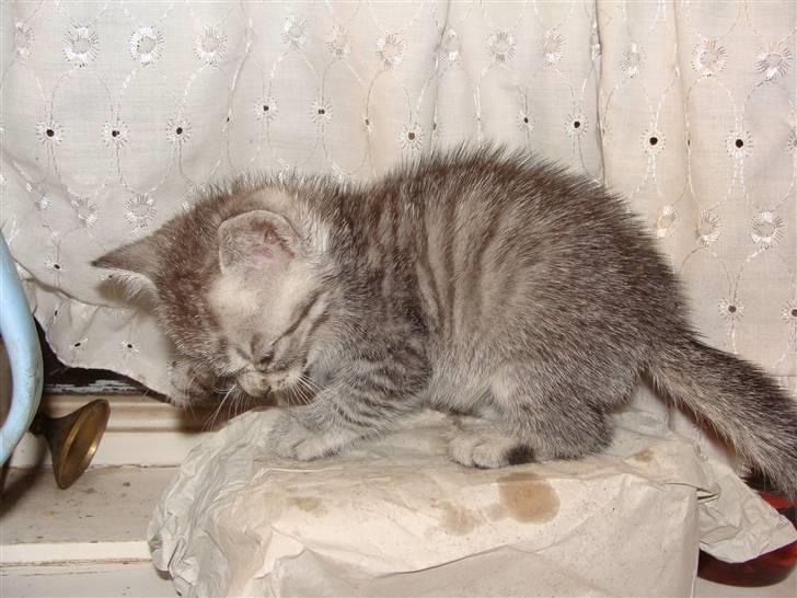 Huskat Lulu - Det er et stort stykke brød billede 6