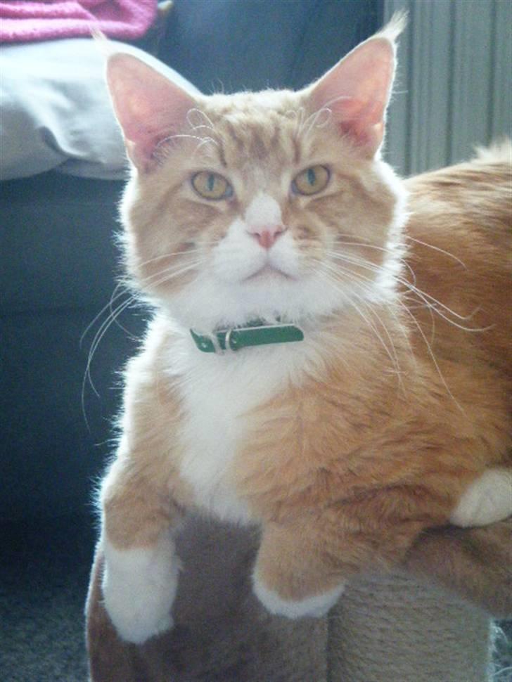 Maine Coon Silas billede 1