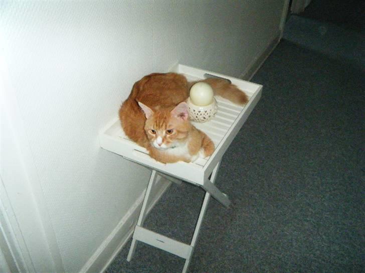 Maine Coon Silas billede 2