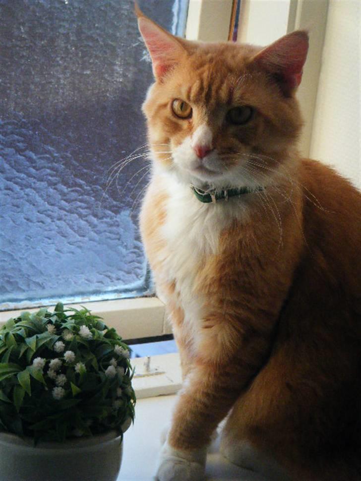 Maine Coon Silas billede 3