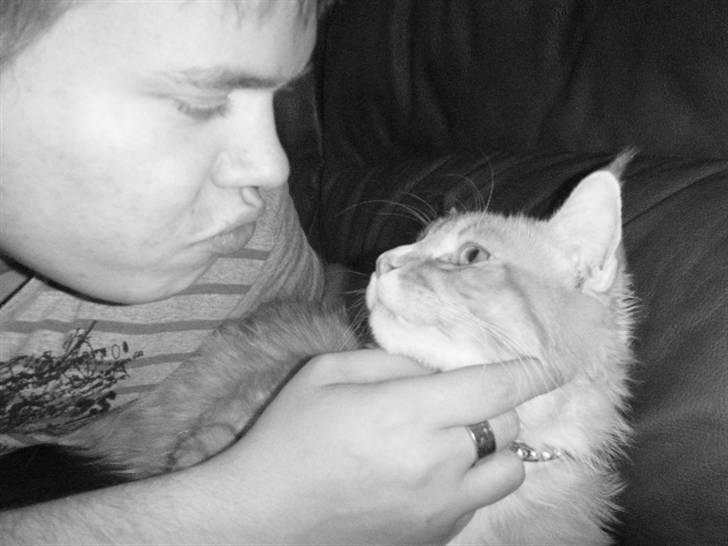 Maine Coon Silas - Putter med far :D billede 4