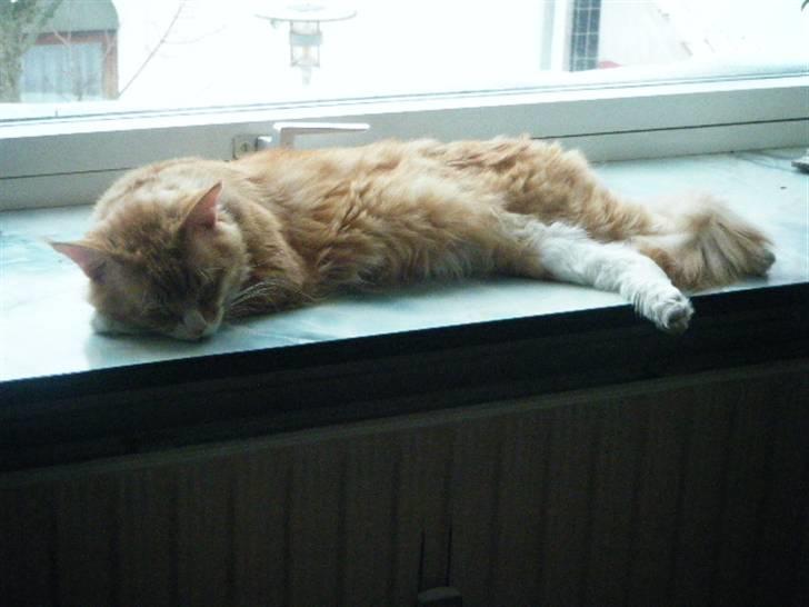 Maine Coon Silas - Zzzzz !  billede 5
