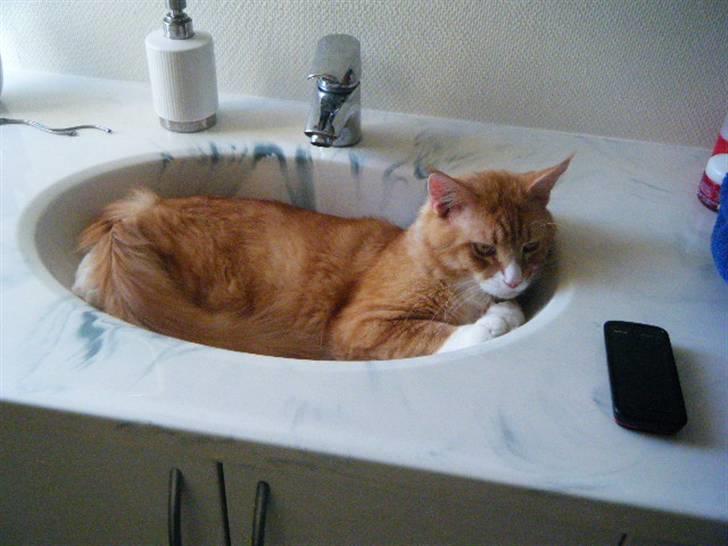 Maine Coon Silas billede 6