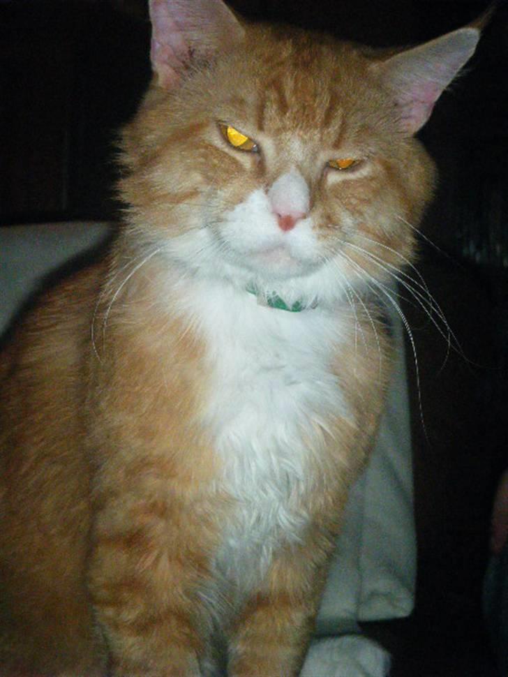 Maine Coon Silas billede 7