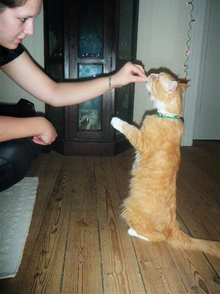 Maine Coon Silas billede 8