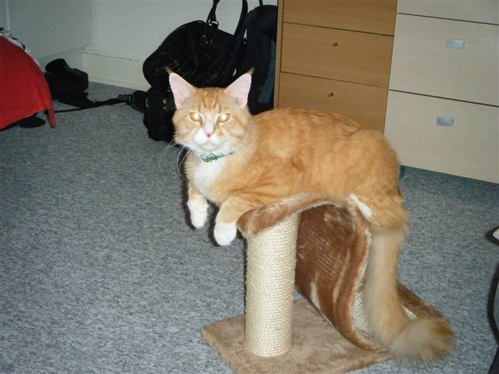 Maine Coon Silas billede 9