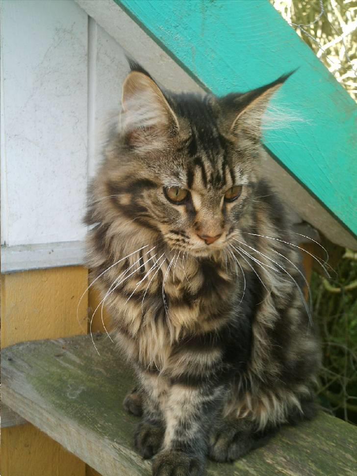 Maine Coon Wicca Shaicoona Prada billede 11