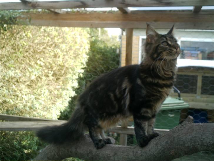 Maine Coon Wicca Shaicoona Prada billede 12