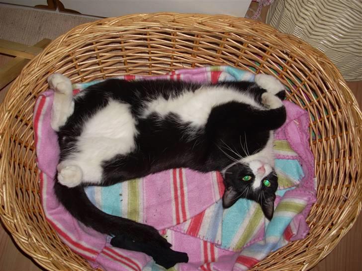 Huskat Biver billede 1