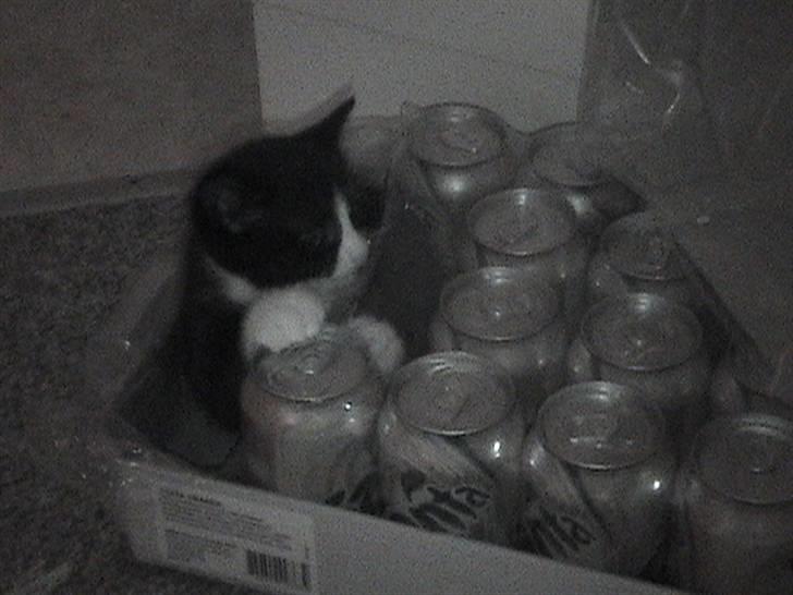 Huskat Biver billede 2