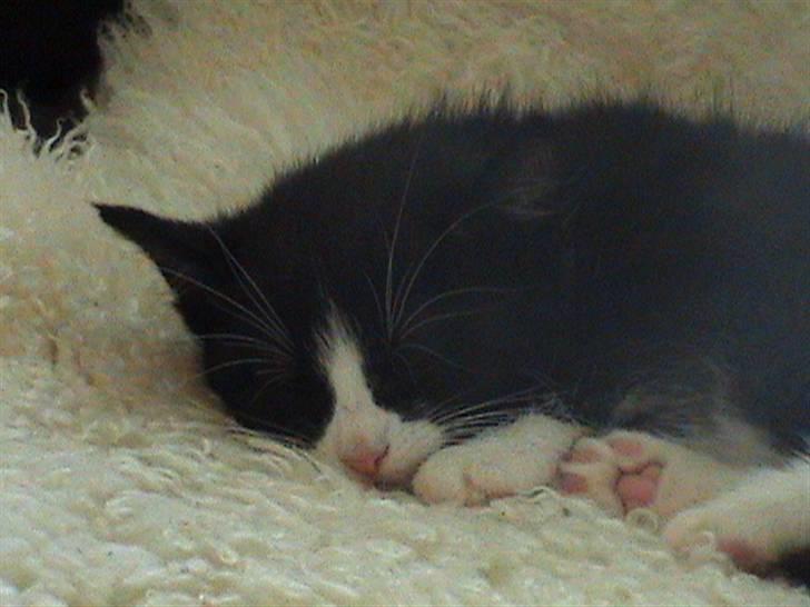 Huskat Biver billede 3