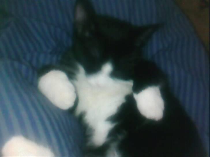 Huskat Biver billede 4