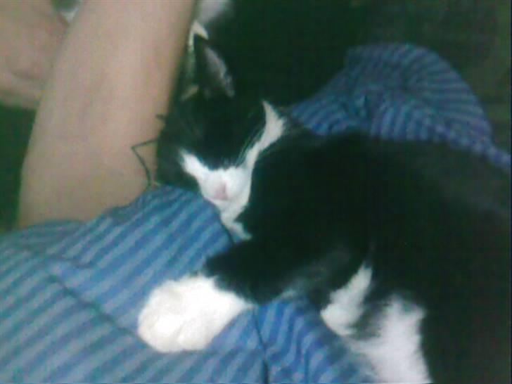 Huskat Biver billede 5