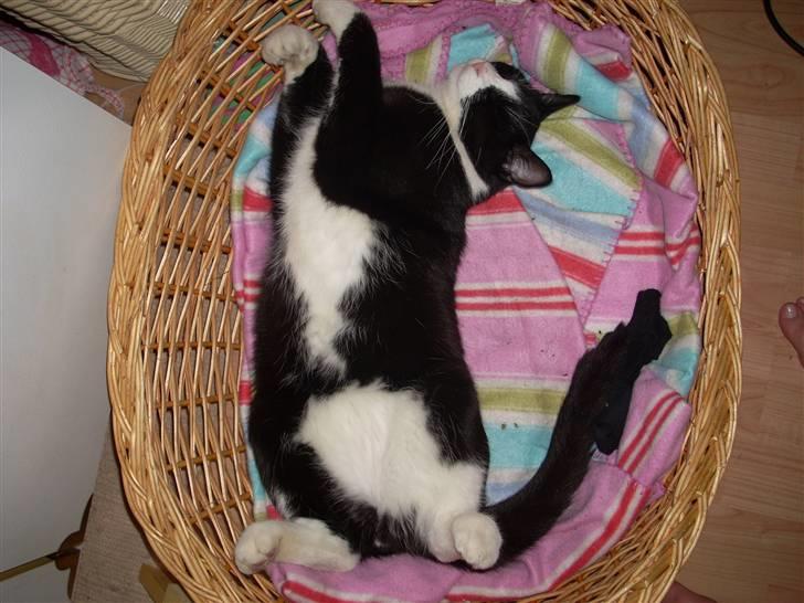 Huskat Biver billede 6