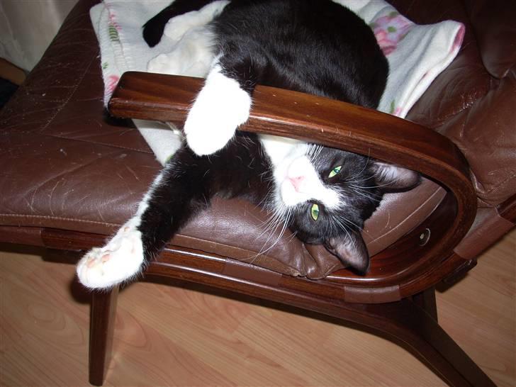 Huskat Biver billede 7