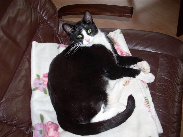 Huskat Biver billede 8