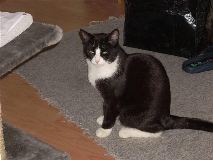 Huskat Biver billede 9