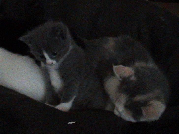 Huskat Gråmis billede 10