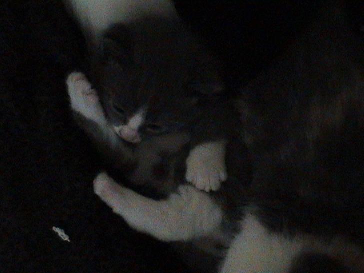 Huskat Gråmis billede 11