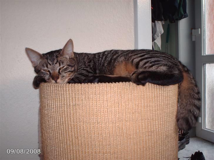 Huskat pelle billede 16