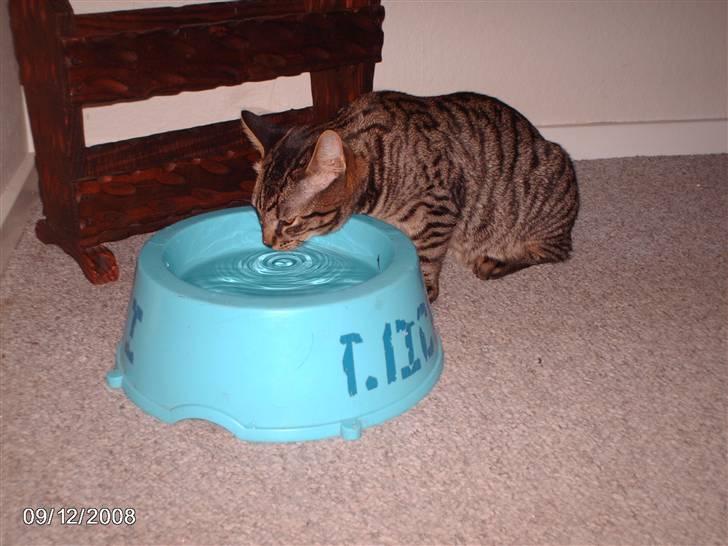 Huskat pelle - skønt med en stor vandskål,, er meget tøstig billede 17