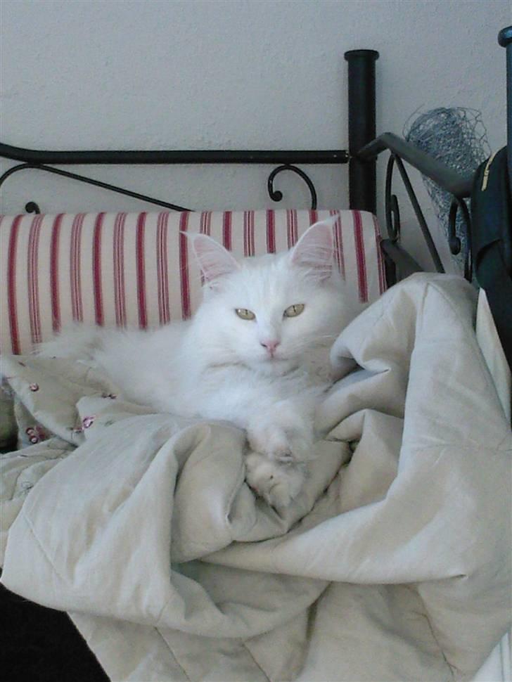 Maine Coon sirius billede 1