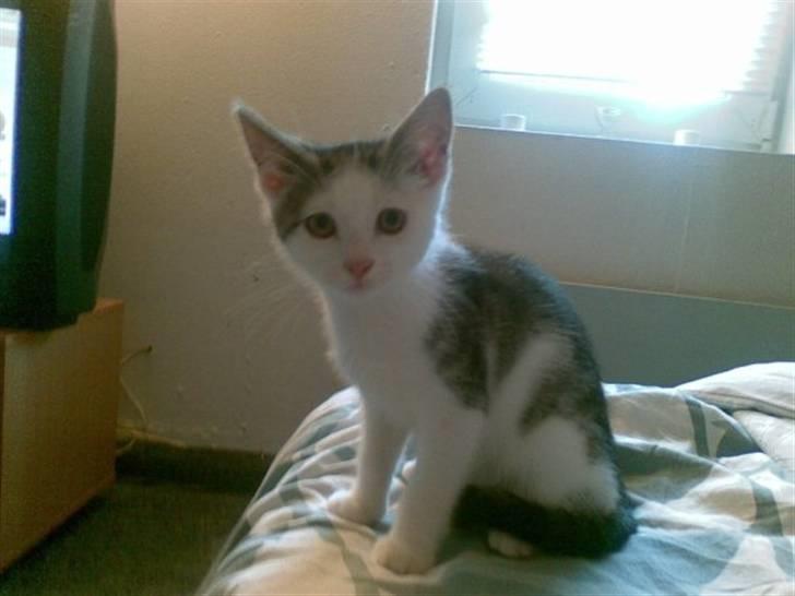 Blanding af racer Kaptajn billede 1