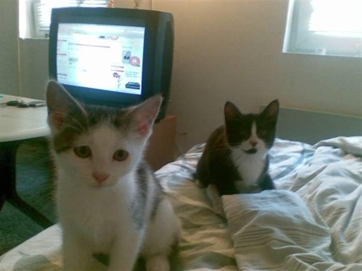 Blanding af racer Kaptajn billede 2