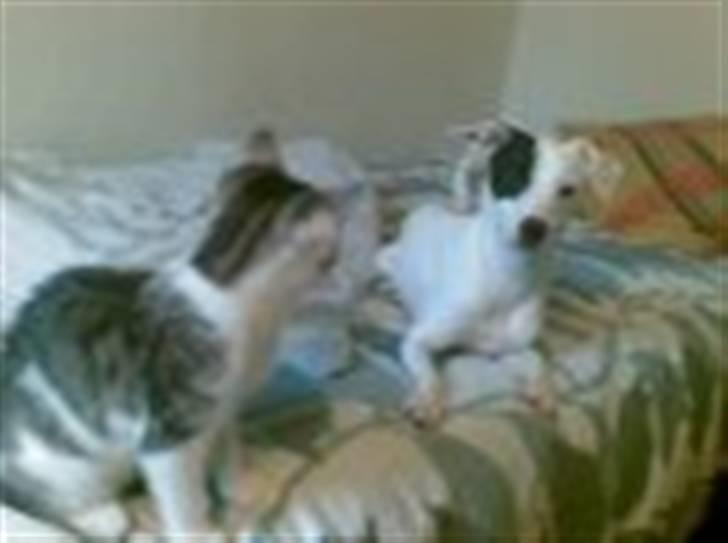 Blanding af racer Kaptajn billede 3