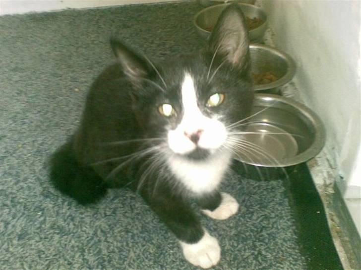 Blanding af racer Skipper billede 1