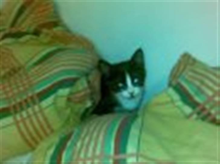 Blanding af racer Skipper billede 4