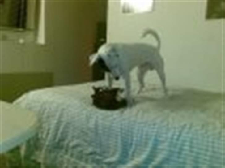 Blanding af racer Skipper billede 5