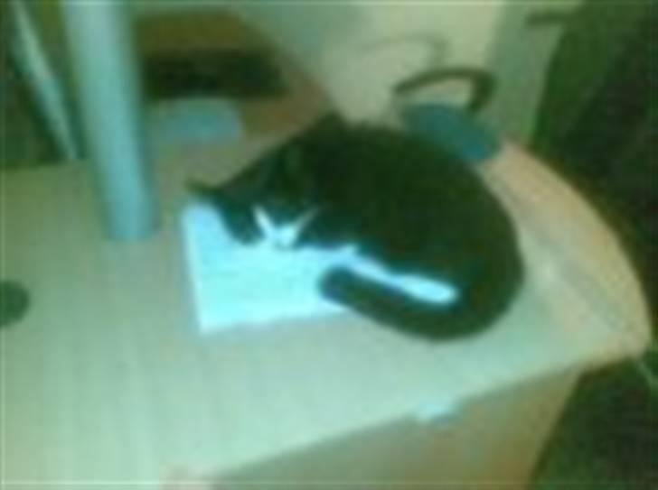 Blanding af racer Skipper billede 6