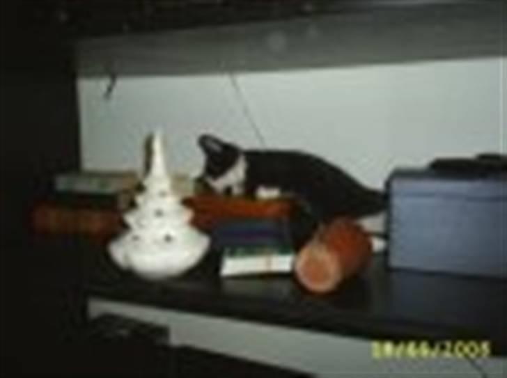 Blanding af racer Skipper billede 7