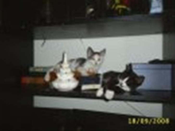 Blanding af racer Skipper billede 8