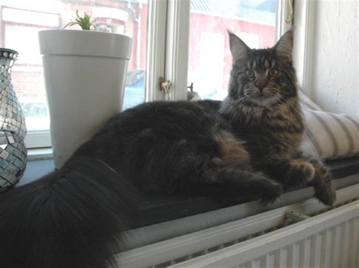 Maine Coon Remix billede 1