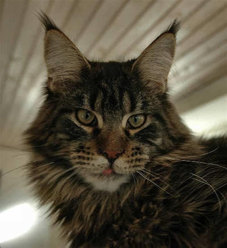 Maine Coon Remix billede 2