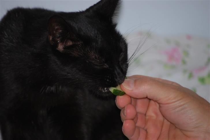 Huskat Frida billede 3