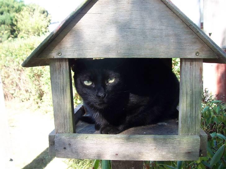 Huskat Frida billede 5