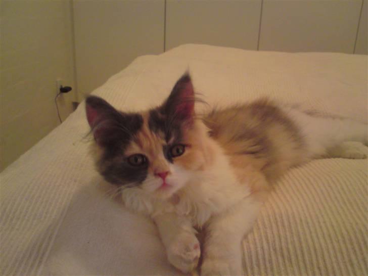 Blanding af racer Cirkeline - Er jeg ikk sød?! :) billede 1