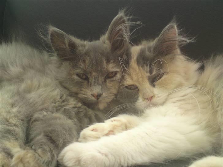 Blanding af racer Cirkeline - Så fik vi hentet Cirkelines søster. De er så glade for hinanden :) billede 2