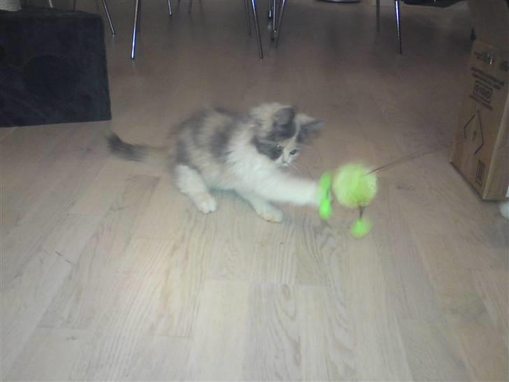 Blanding af racer Cirkeline - Farlig mis!! billede 3