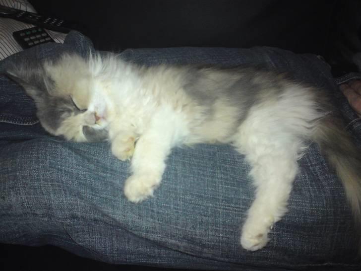 Blanding af racer Cirkeline - Sååå fin og dejlig.. billede 4