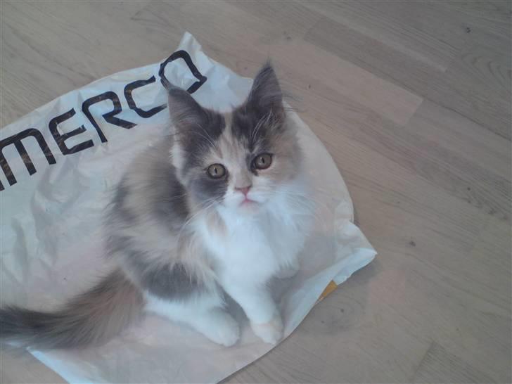 Blanding af racer Cirkeline billede 5