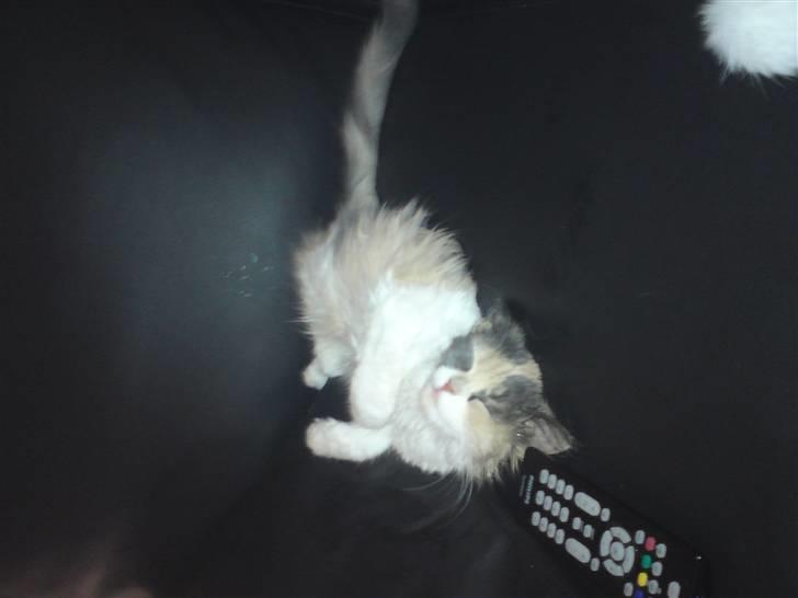 Blanding af racer Cirkeline - ZzZzZzZZ.. billede 6