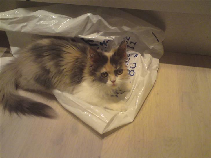 Blanding af racer Cirkeline - Plastik poser er bare det bedste! billede 7