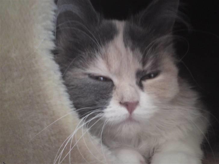 Blanding af racer Cirkeline - Fjern så det kamera, jeg vil sove!! :P billede 8